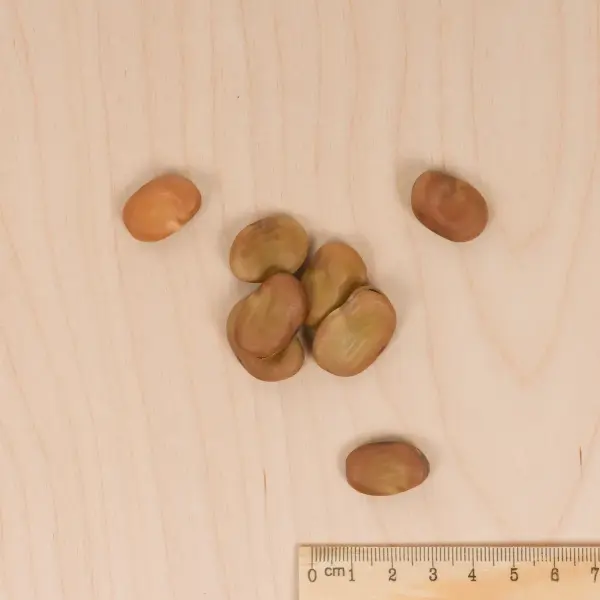 Légumes Secs - Fève d'Aguadulce à Très Longue Cosse - 20 m - MEDIA_3D